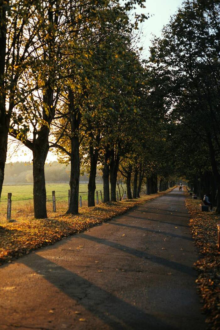 A long tree-lined road in late afternoon light